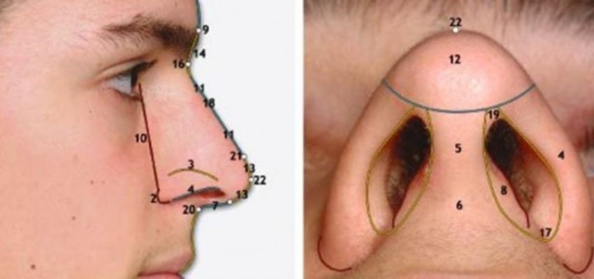 Burun bölümleri - Antalya